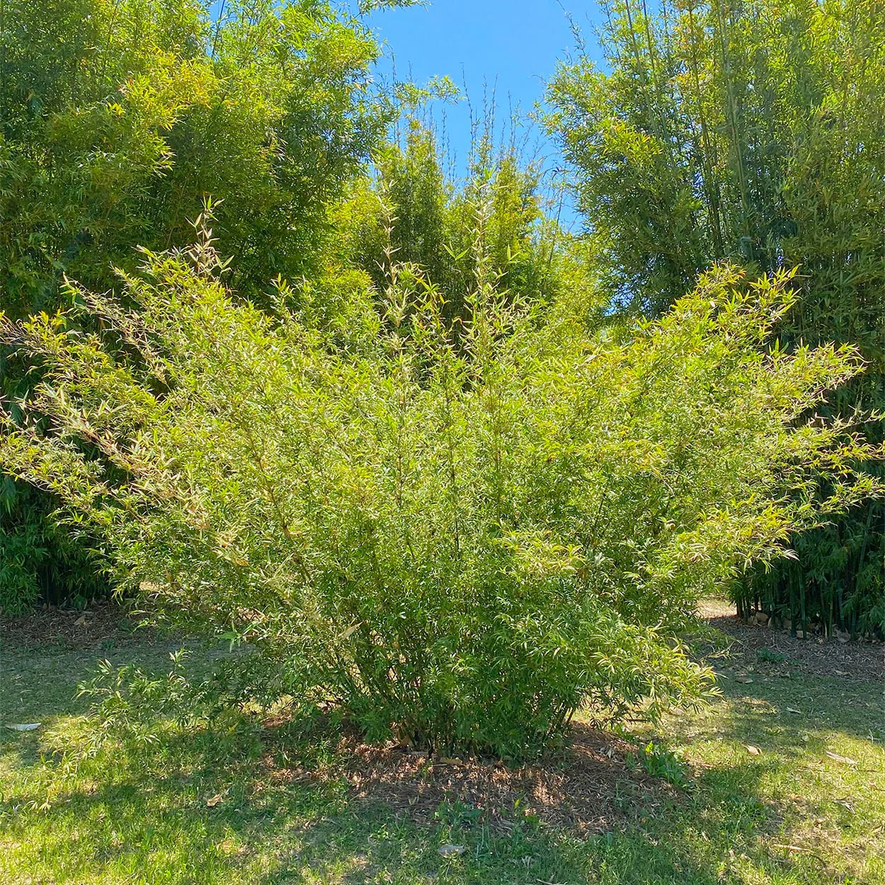 Silver Stripe Bamboo