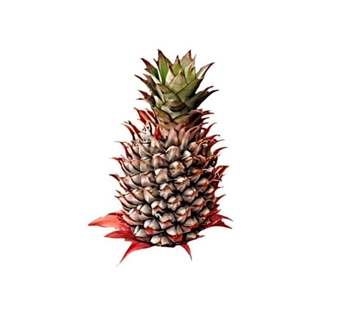 Singapore Spanish Pineapple