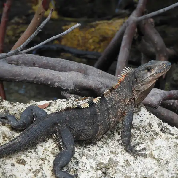 Spiny-Tailed Iguana