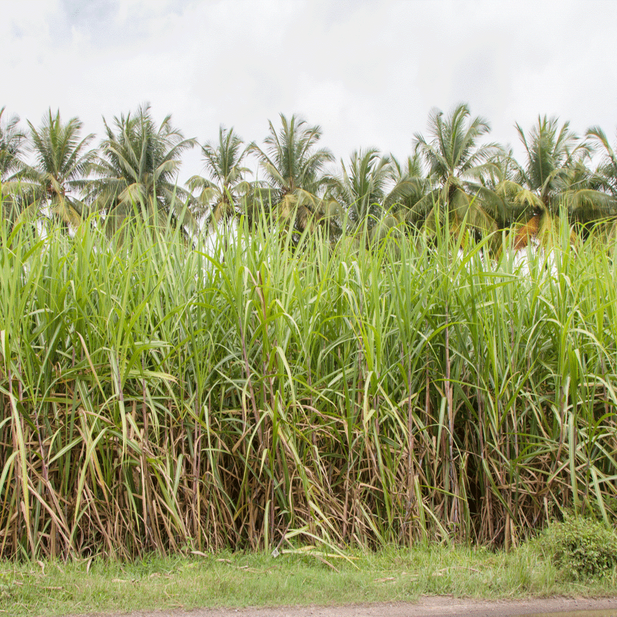 Sugarcane Farm