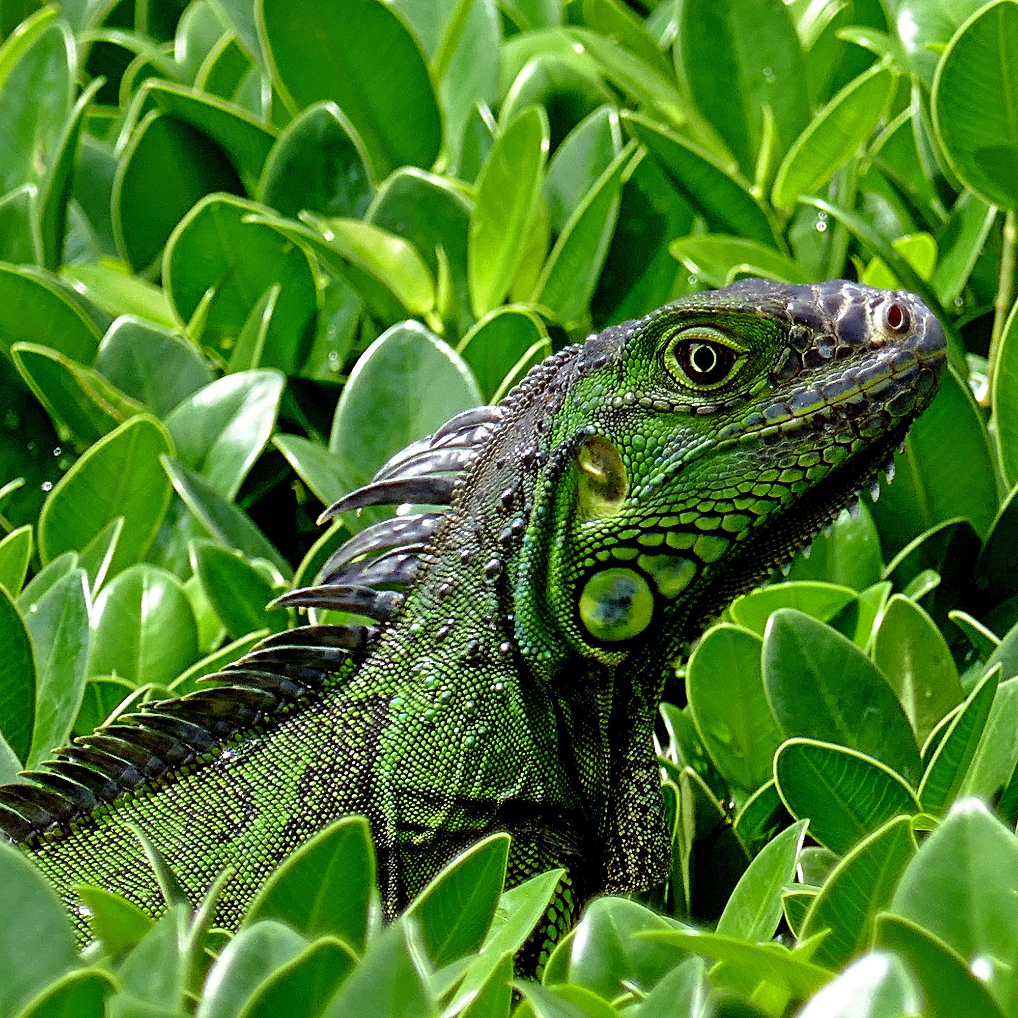 Tegucigalpa Iguana