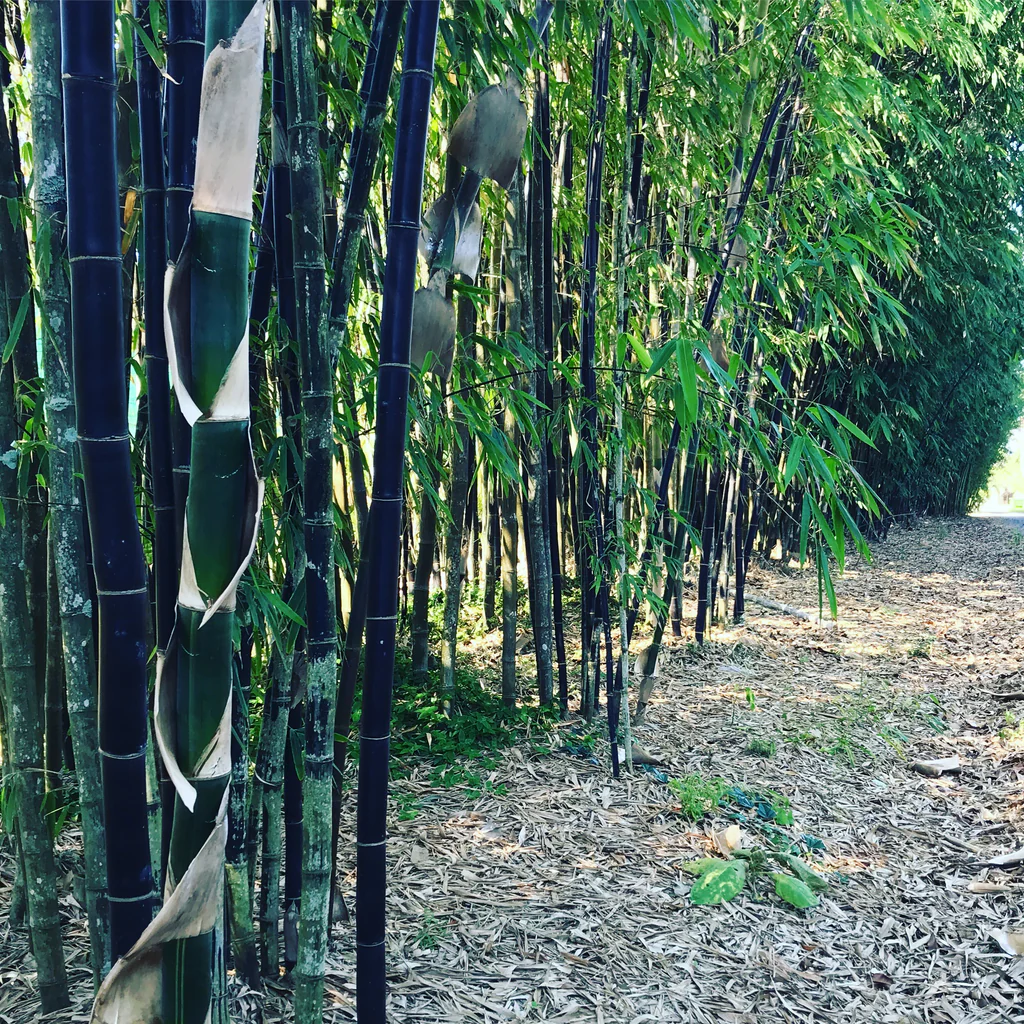 Timor Black Bamboo