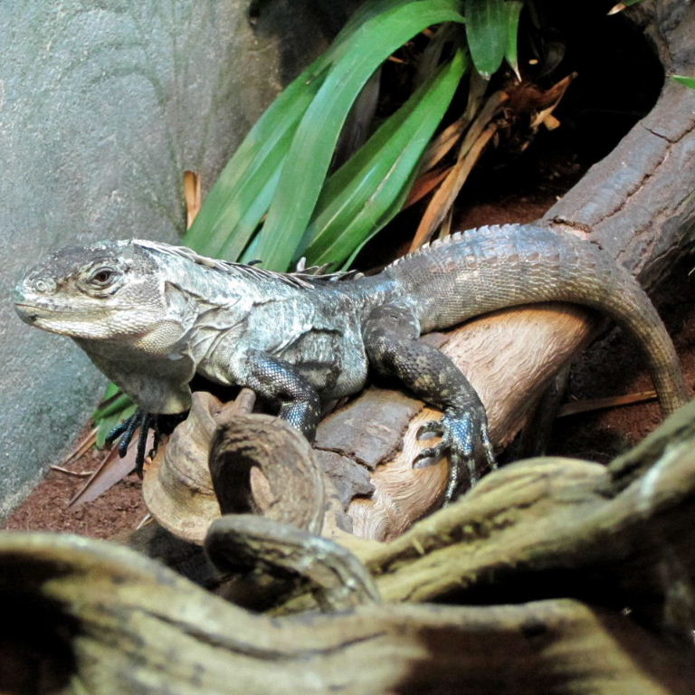 Utila Spiny-Tailed Iguana