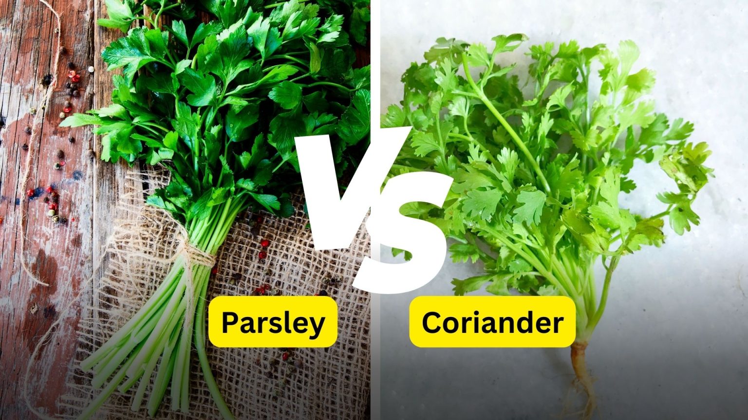 What are the Main Differences Between Parsley and Coriander? Mothers Always Right