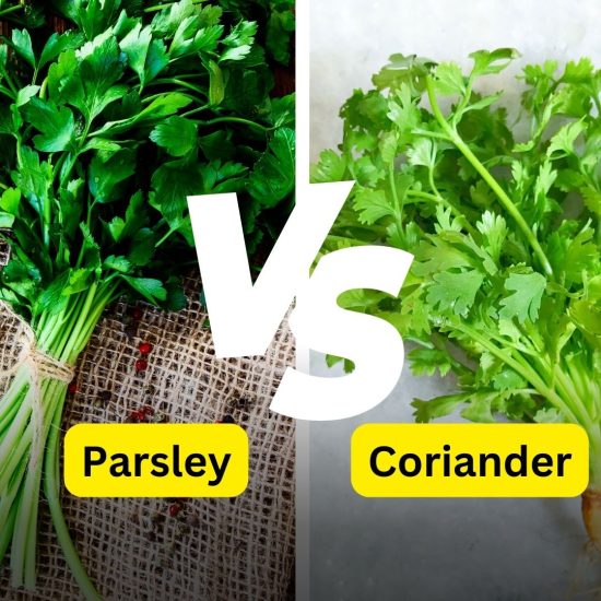 What are the Main Differences Between Parsley and Coriander?