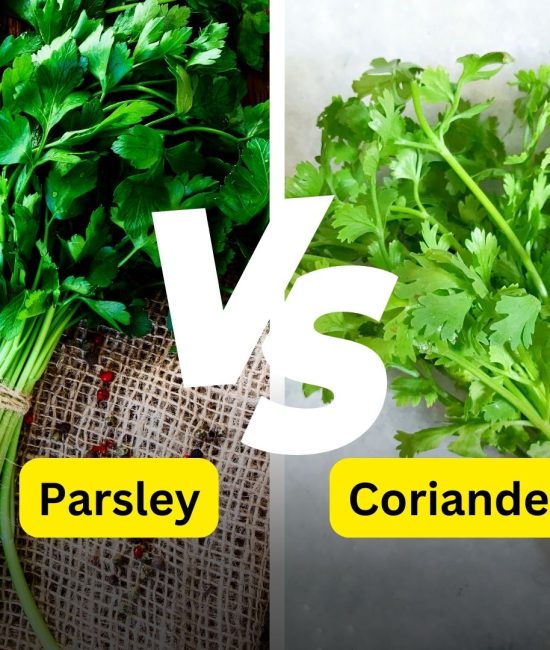 What are the Main Differences Between Parsley and Coriander?