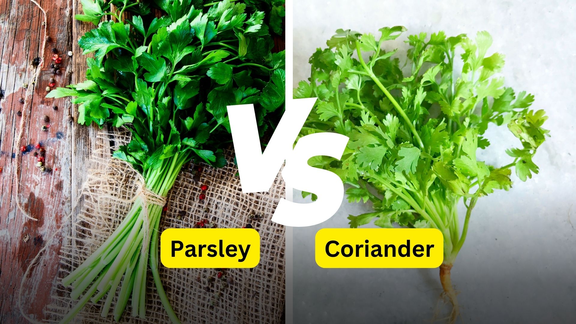 What are the Main Differences Between Parsley and Coriander?