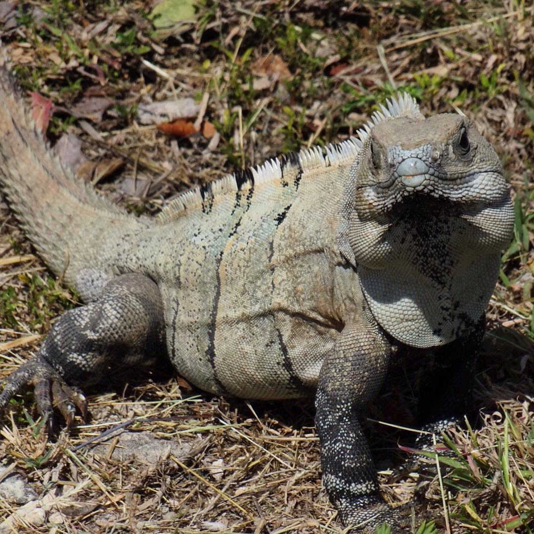 Yucatan Spiny-Tailed Iguana