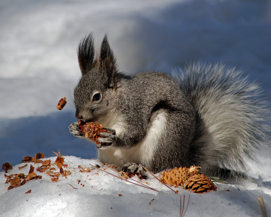 Abert's Squirrel