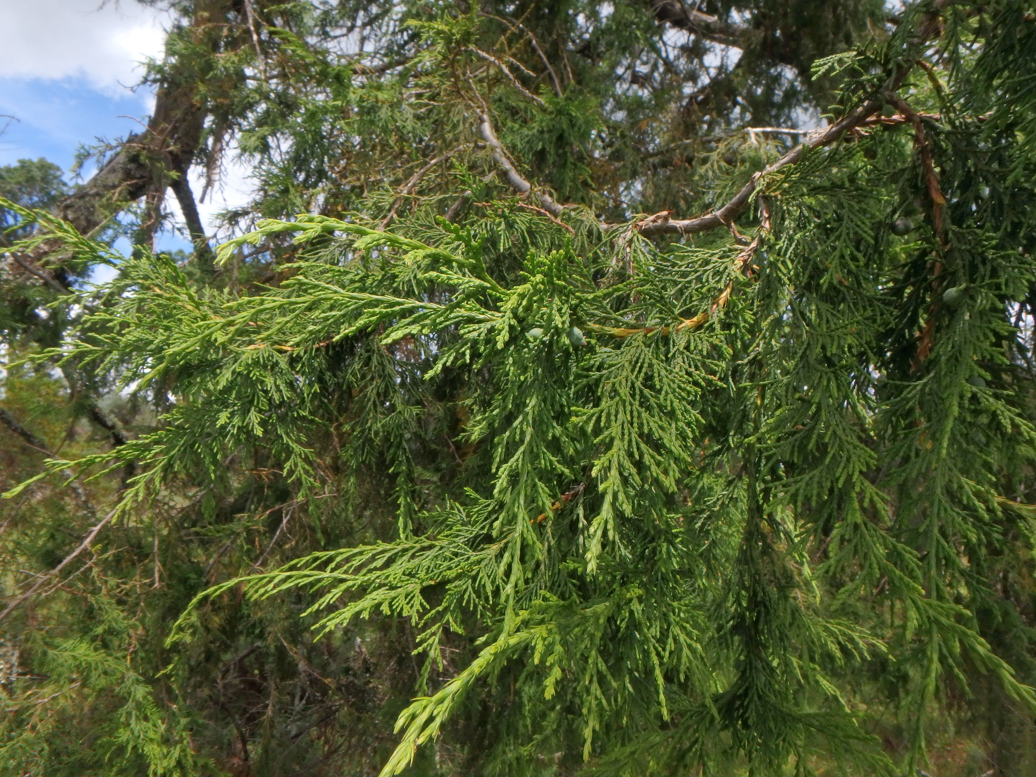 African Cedar