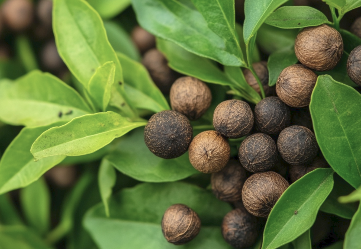 Allspice