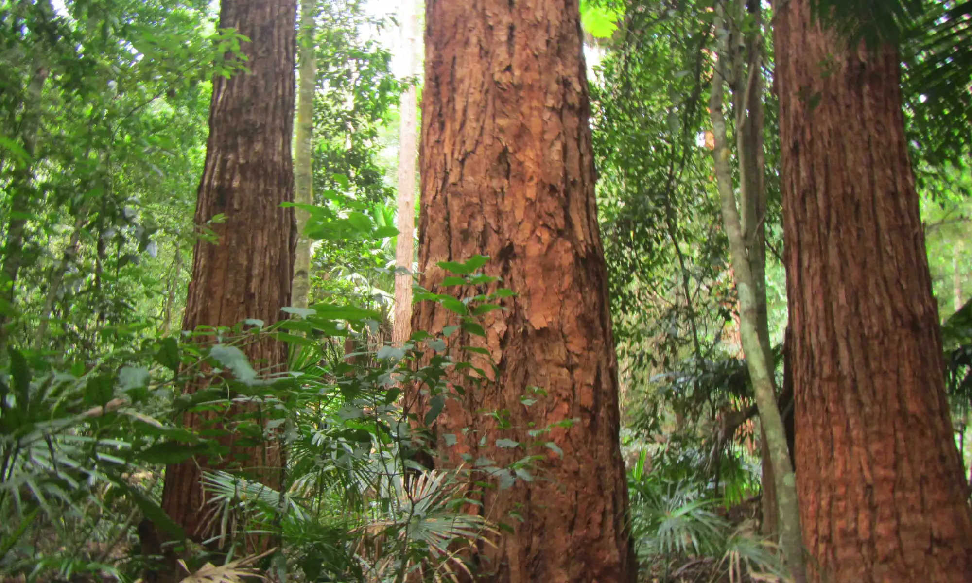 Australian Red Cedar