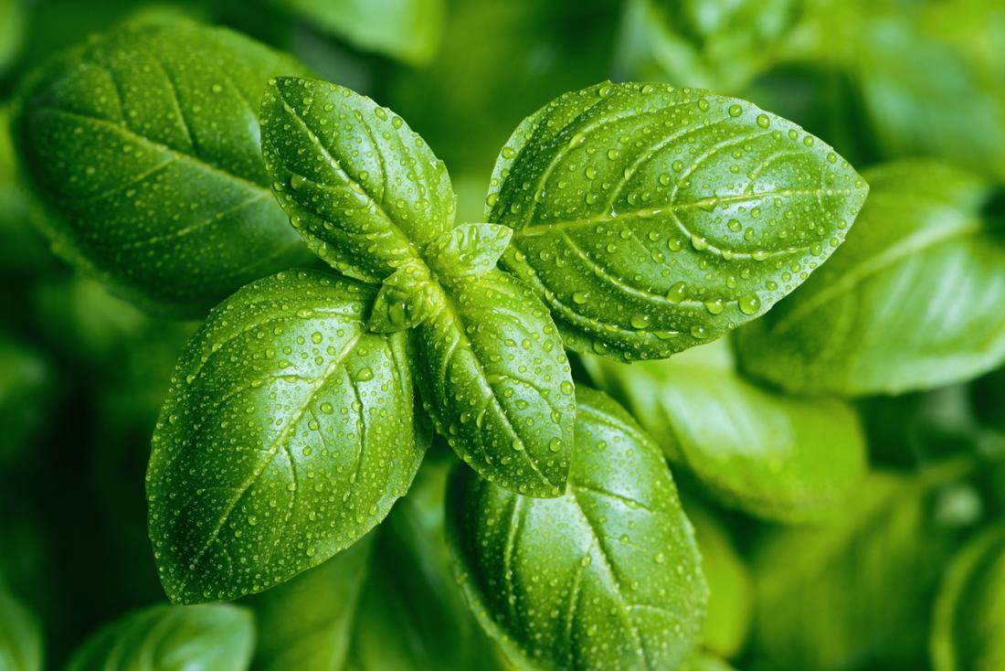 Basil_Leaves