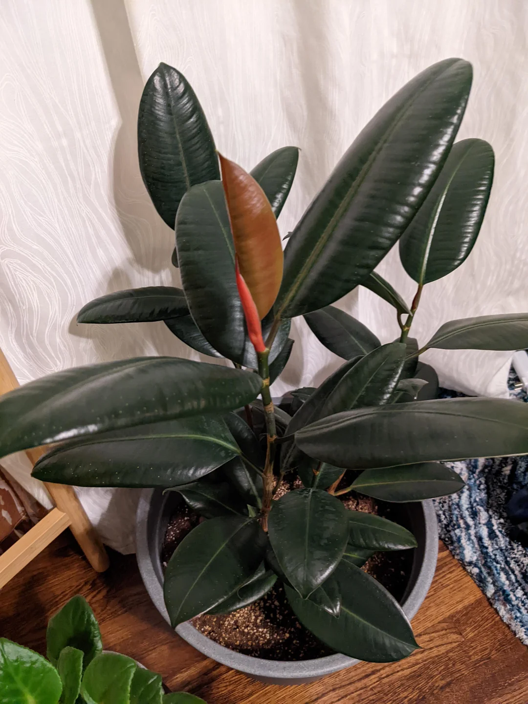 Black Prince Rubber Plant