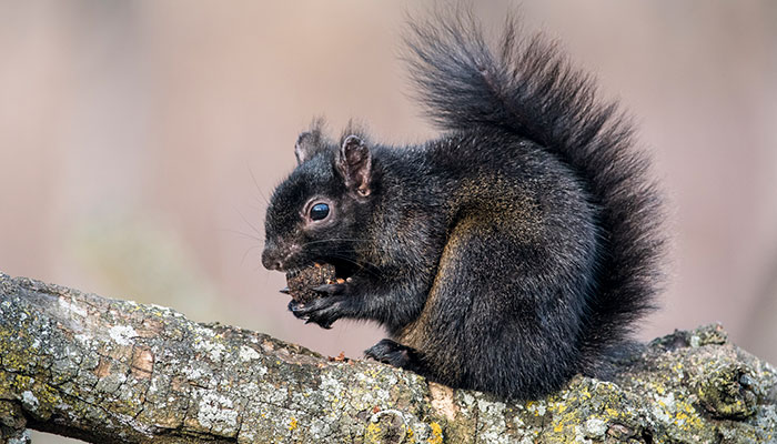 Black Squirrel