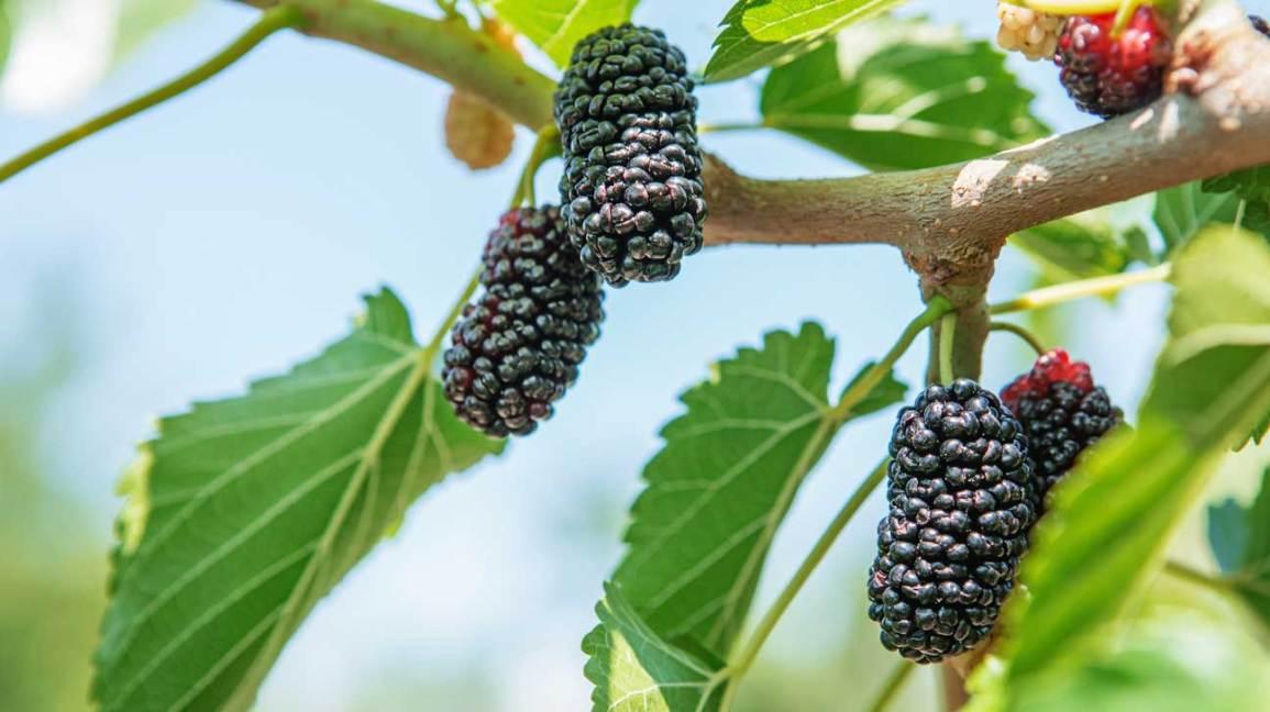 Black_Mulberries