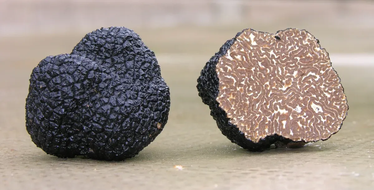 Black_Truffles