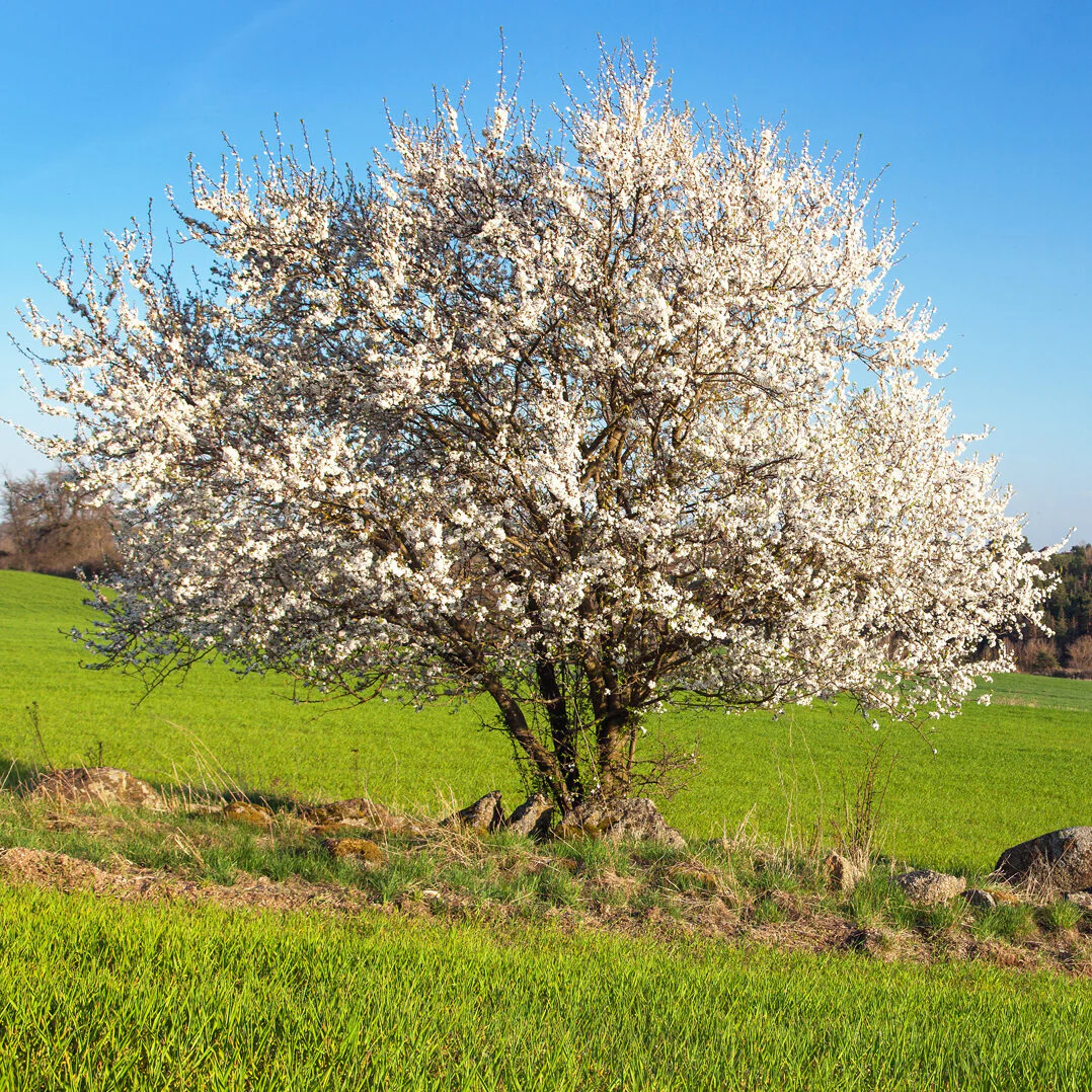 Blackthorn