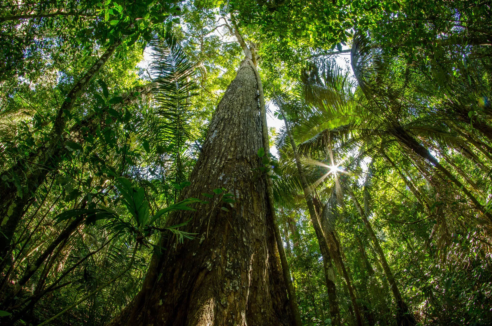 Cedrela Odorata (Cigar Box Cedar)