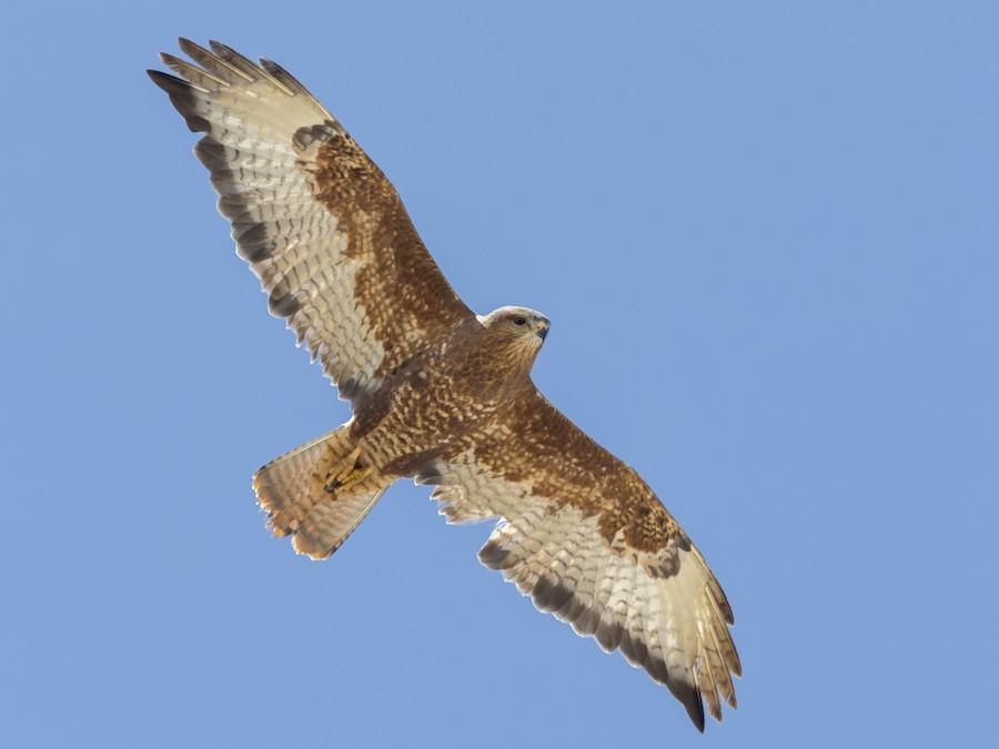 Buzzard