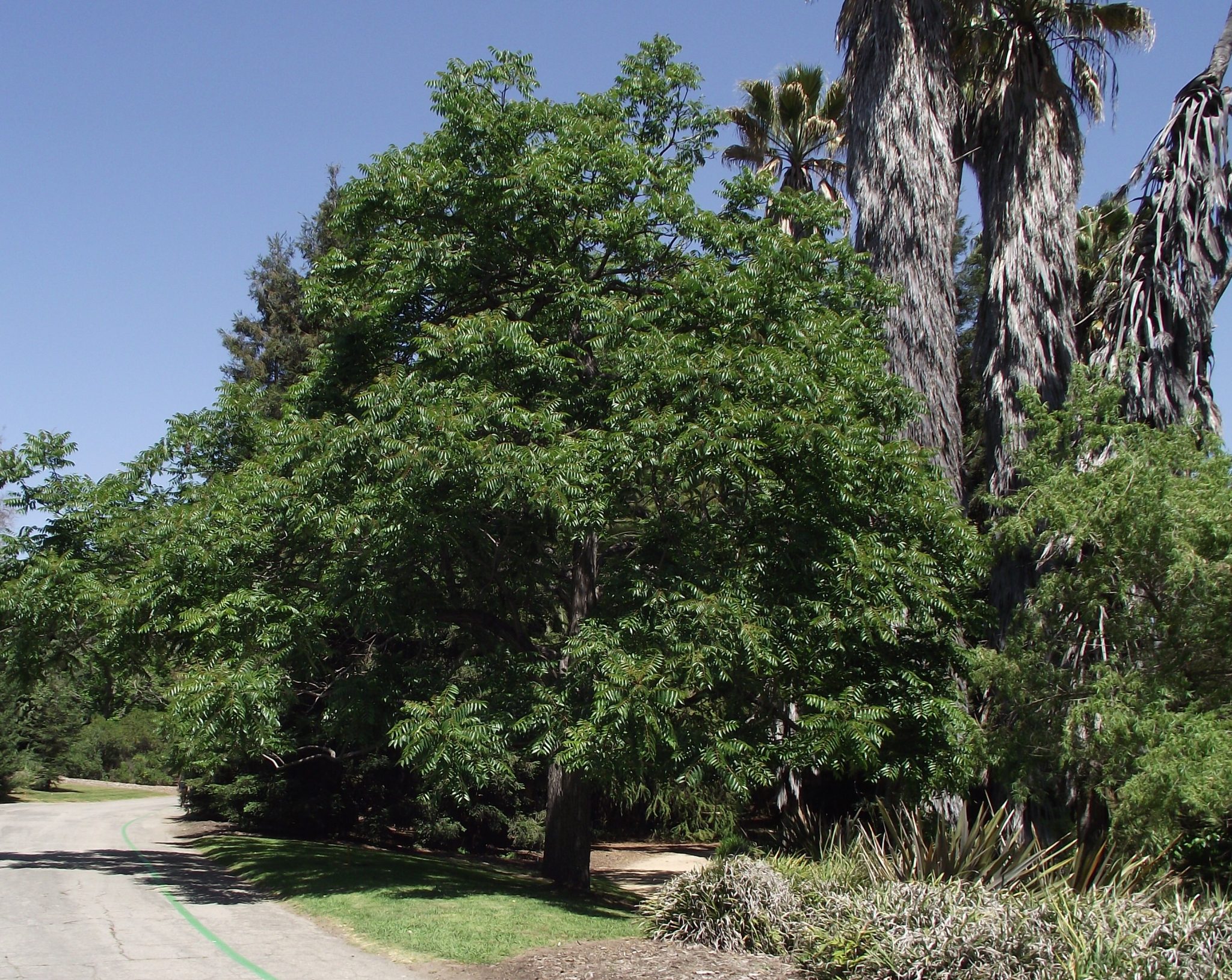 Cedrela Fissilis (Argentine Cedar)