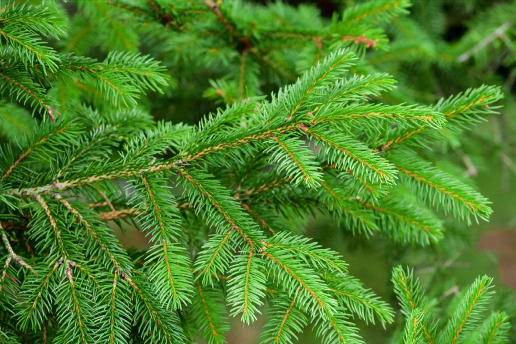 Conifers