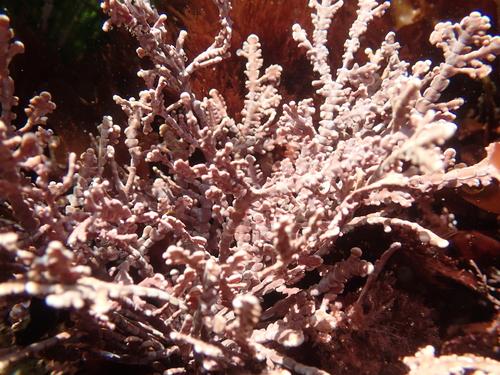 Coralline_Algae