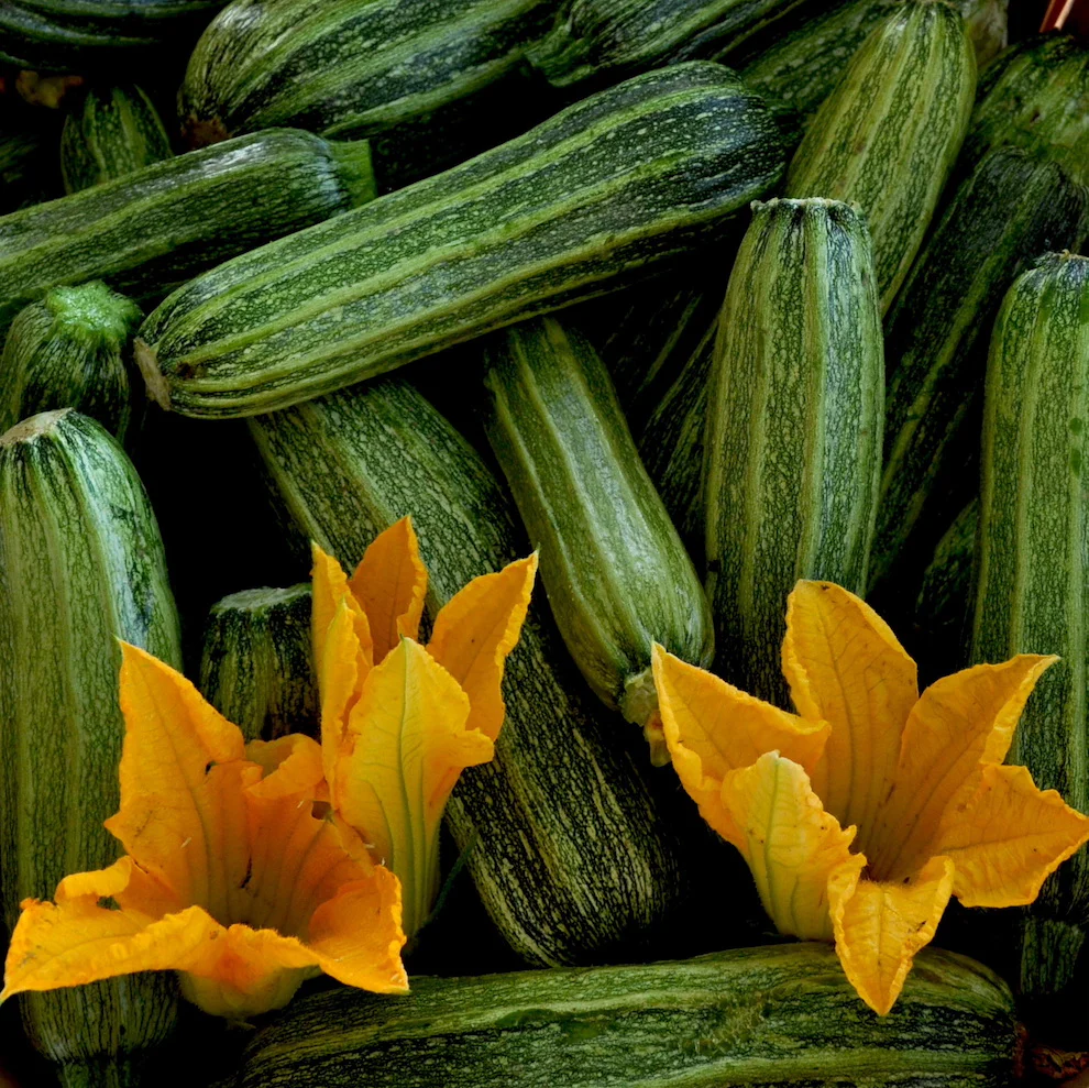 Costata Romanesco Zucchini