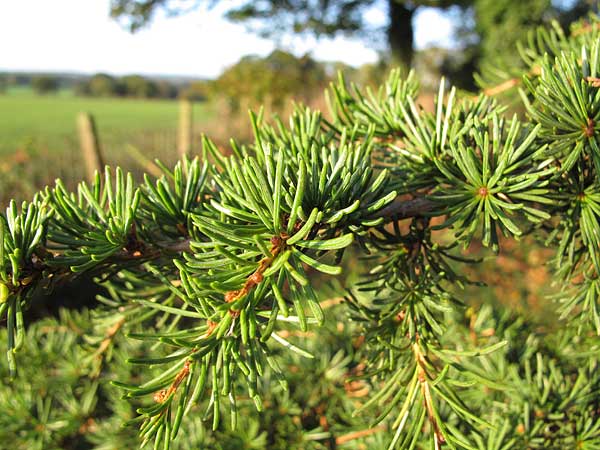 Cypriot Cedar