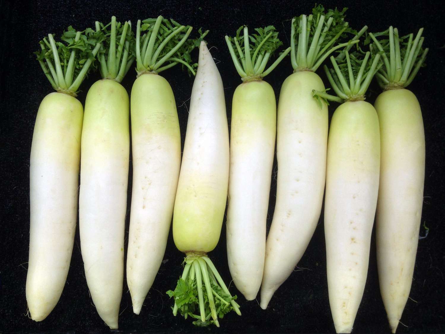 Daikon Radish