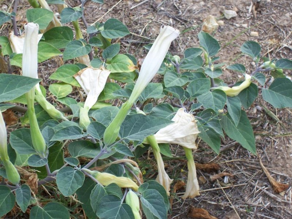 Datura Inoxia