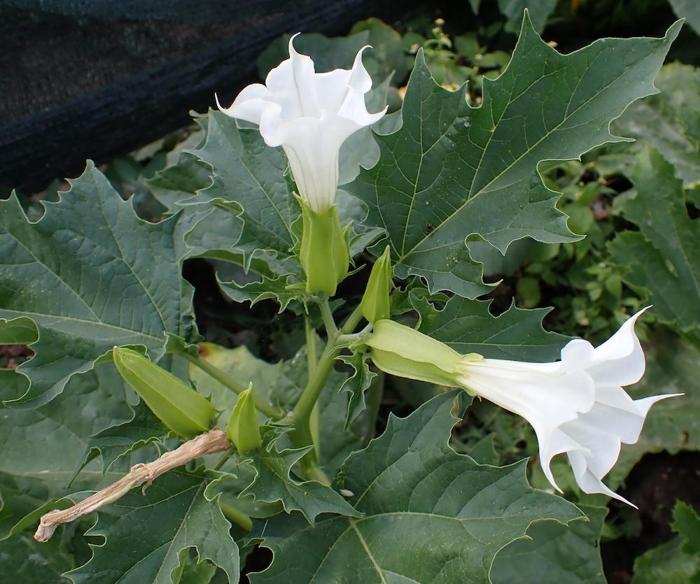 Datura_Stramonium