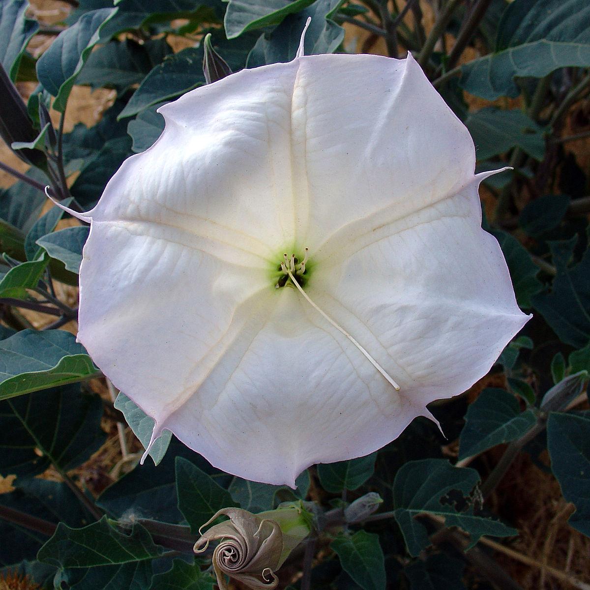 Datura_Wrightii