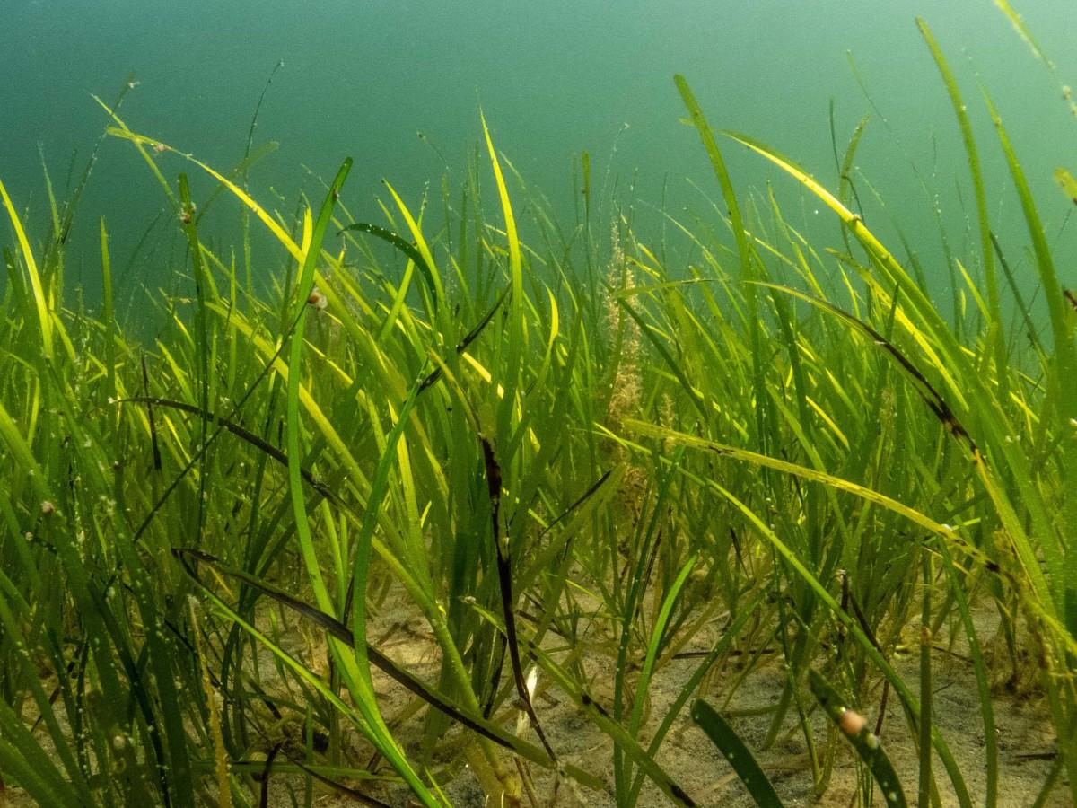 Eelgrass