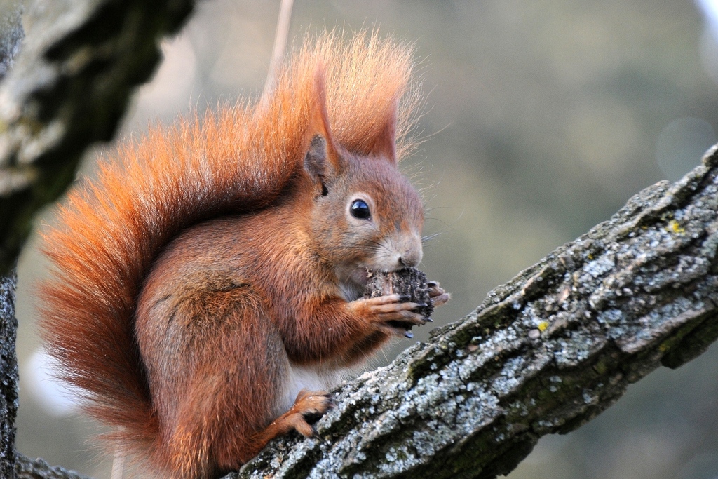 Eurasian Red Squirrel