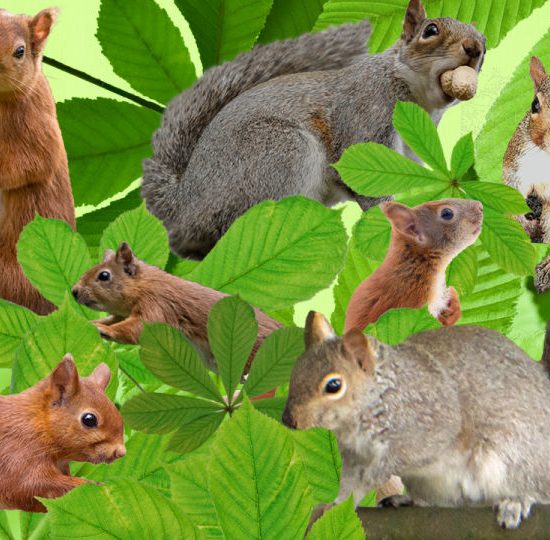 Fascinating Types of Squirrels You Should Know