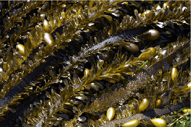 Feather Boa Kelp