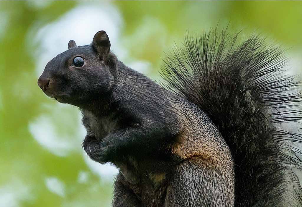 Fox Squirrel