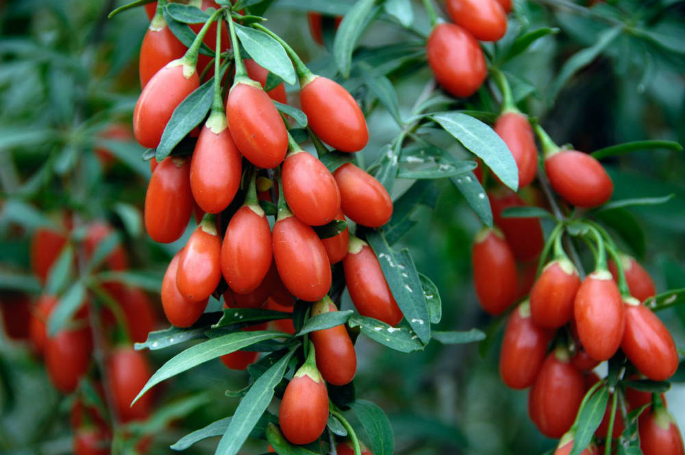 Goji Berry