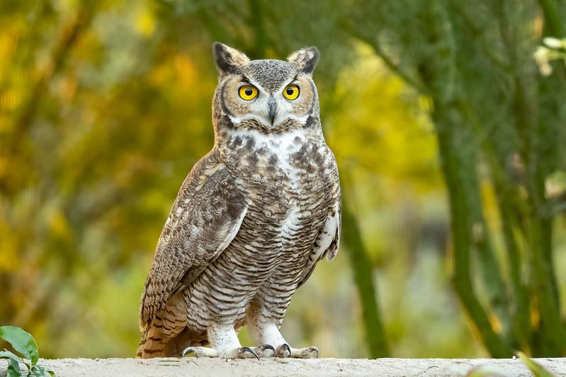 Great_Horned_Owl