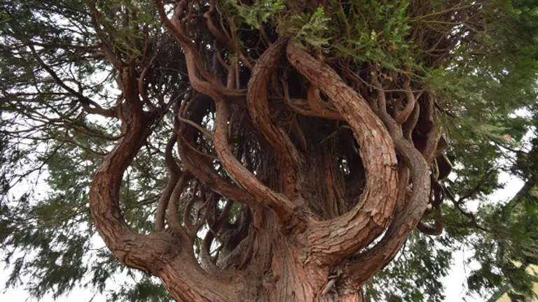 Incense Cedar