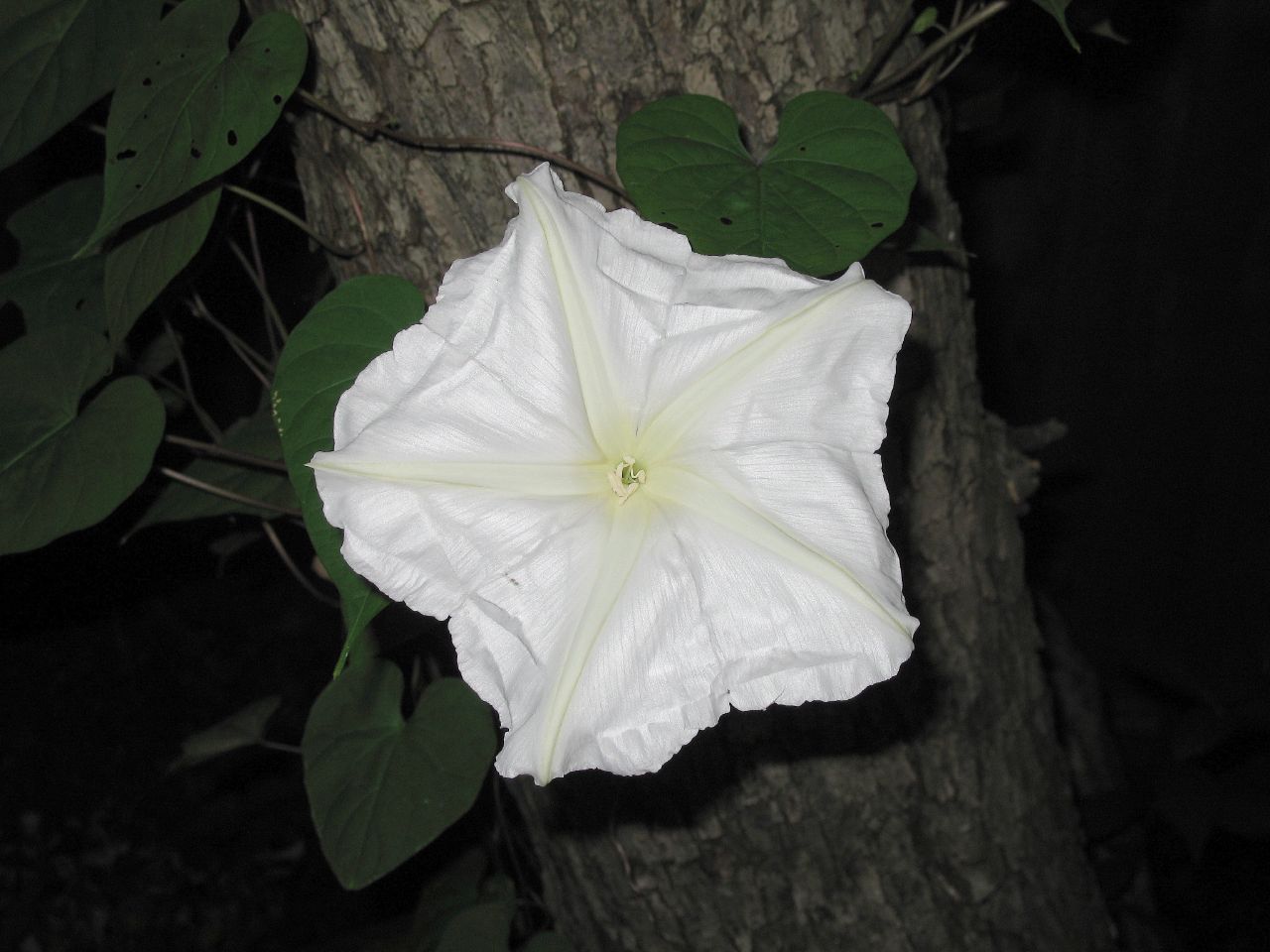 Ipomoea Noctiflora