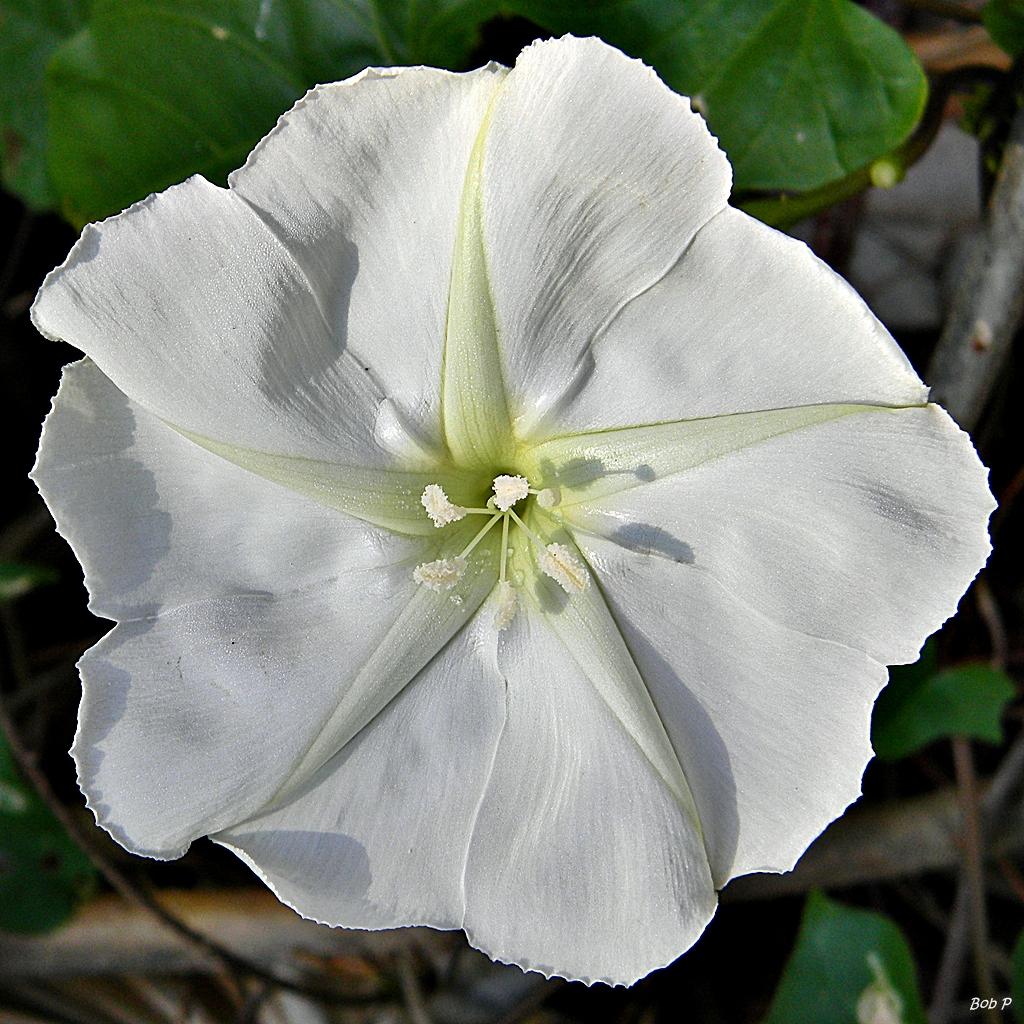 Ipomoea_Alba