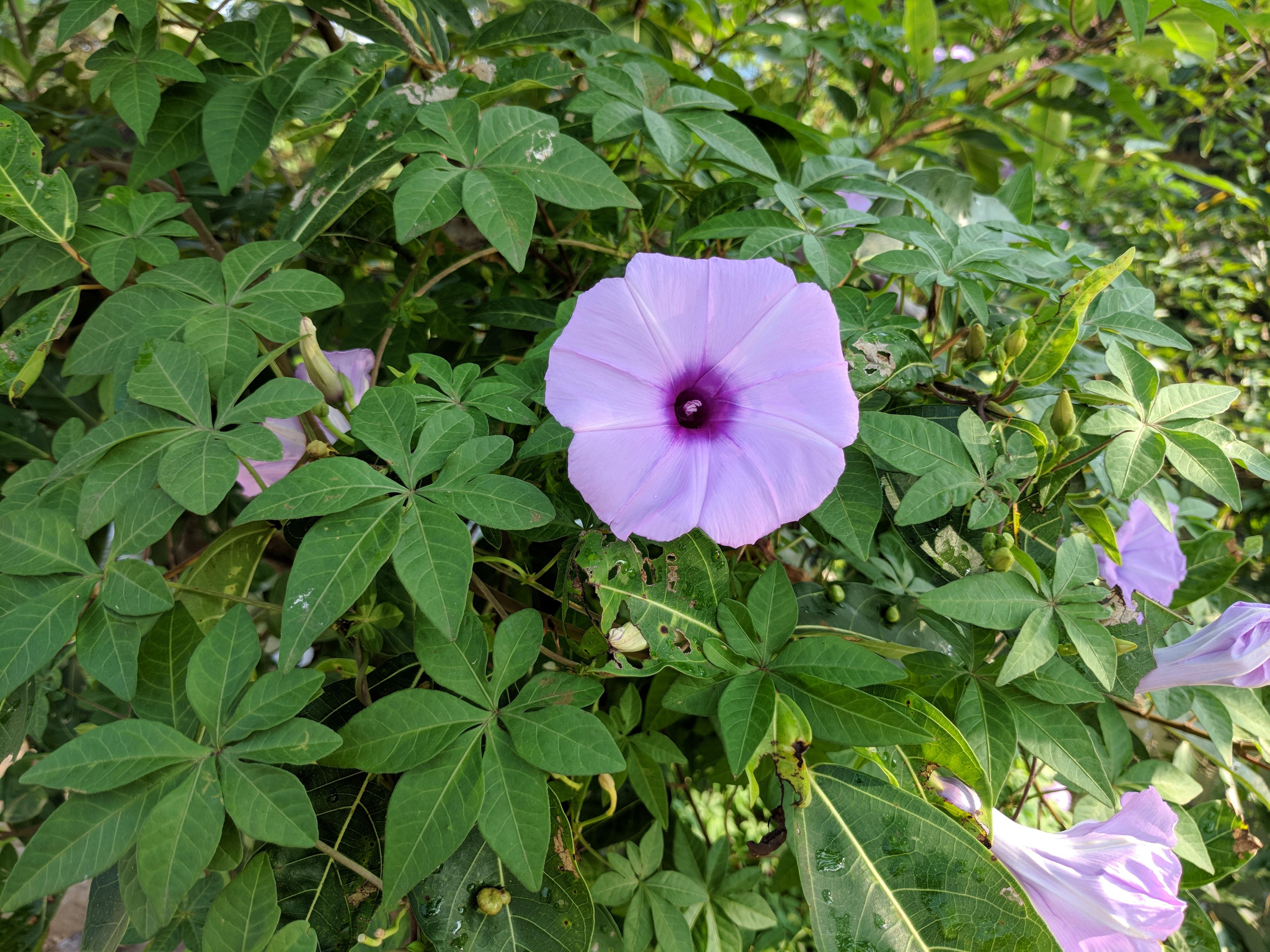 Ipomoea_Cairica