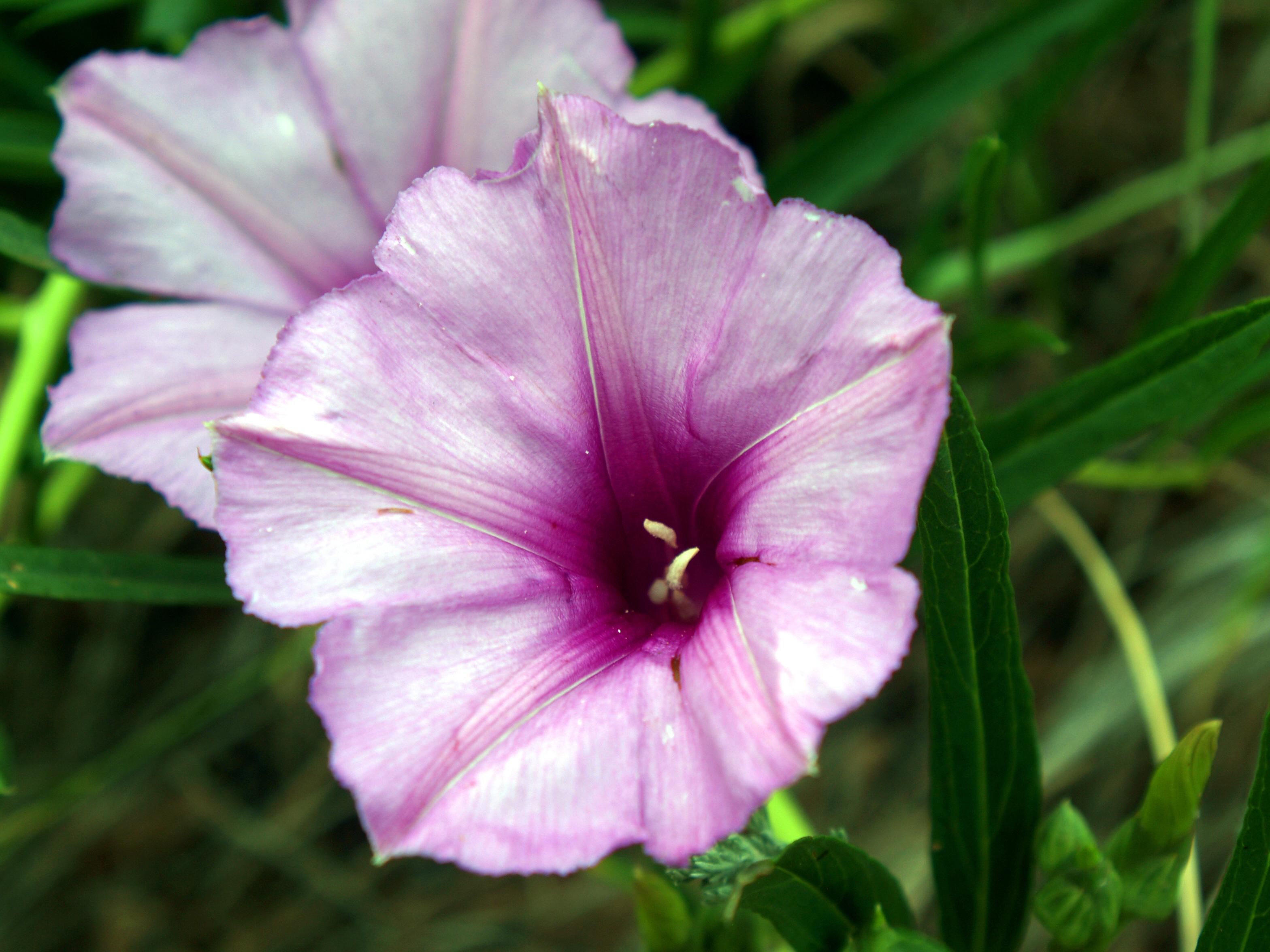 Ipomoea_Leptophylla