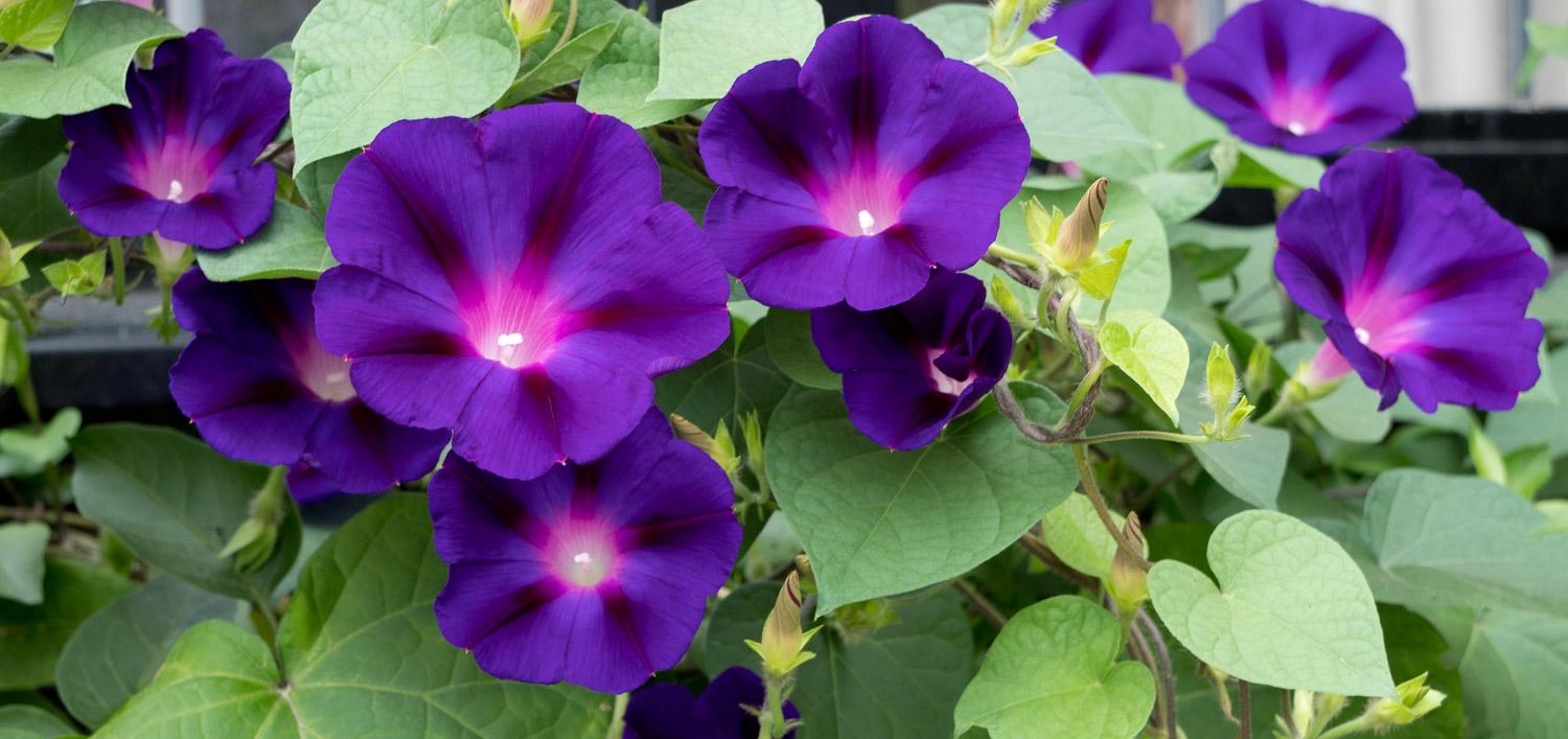 Ipomoea_Purpurea