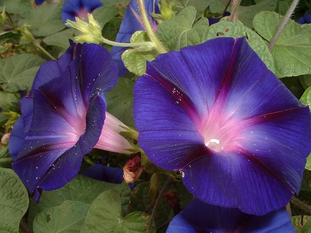 Ipomoea_Violacea