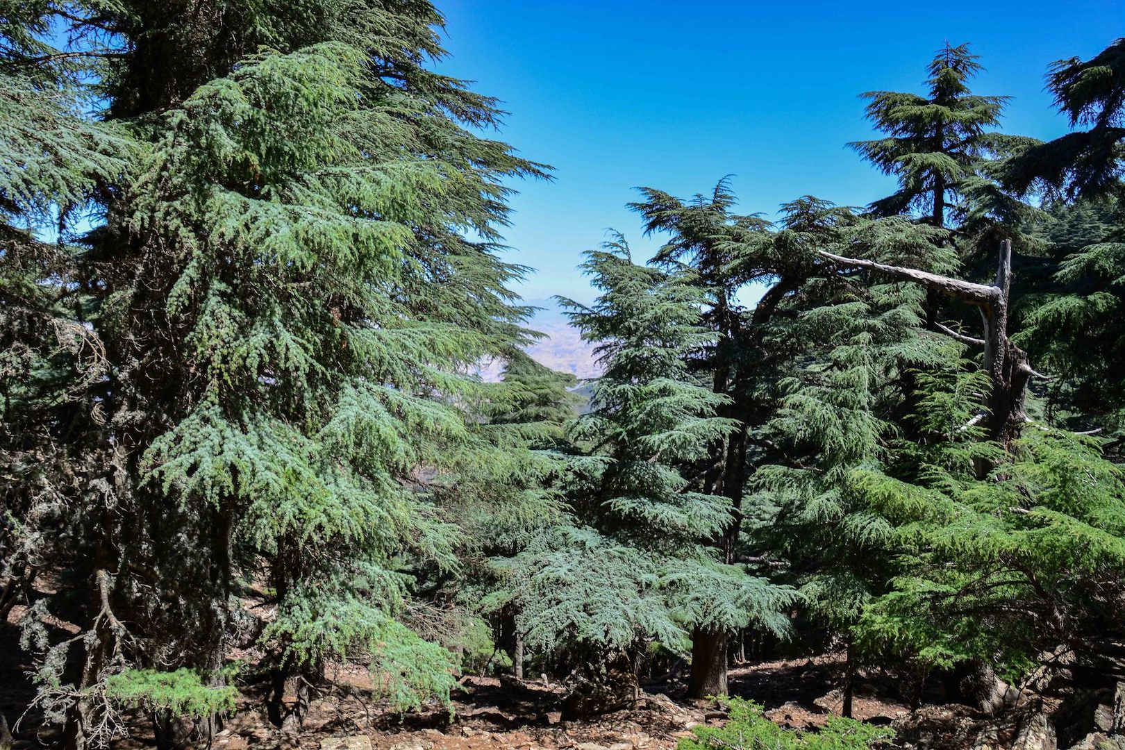 Mount Atlas Cedar