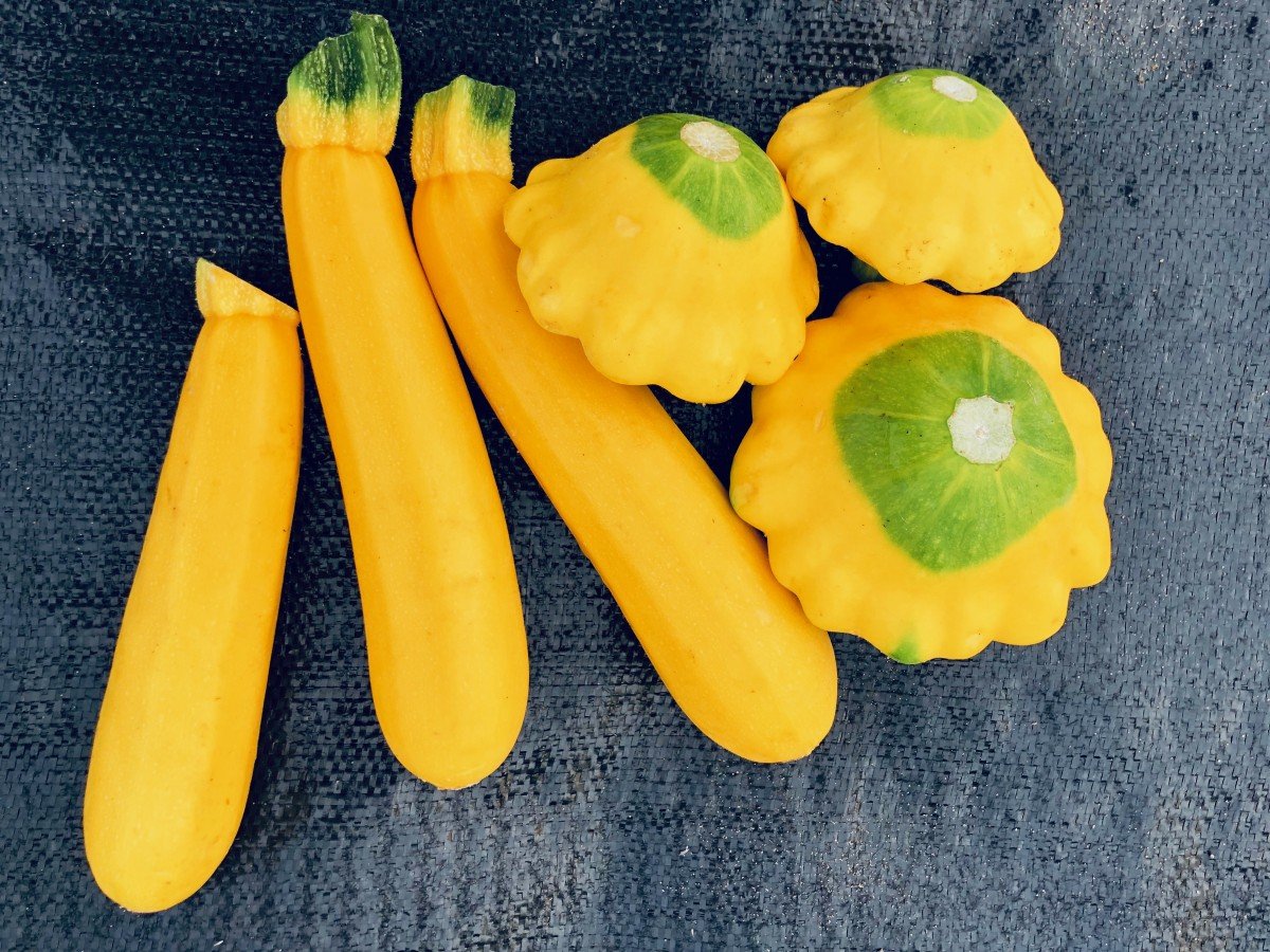 Pattypan