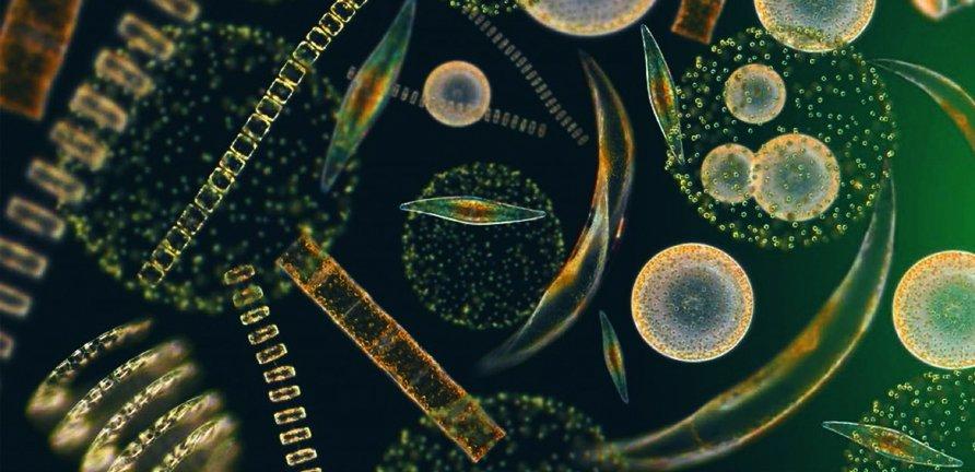 Phytoplankton